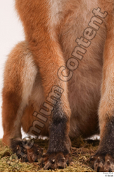 Leg Fox Animal photo references